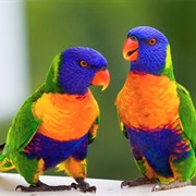 Rainbow Lorikeet