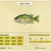 Black Bass