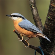 Eurasian Nuthatch