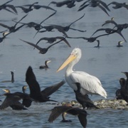 Lake Kerkini, Greece