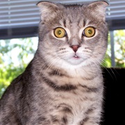 Trying to Hypnotize You