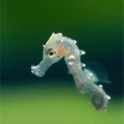 Sea Horse