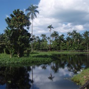 Royal Palm Reserve, Jamaica