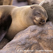 Brown Fur Seal