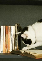 Leijat Helsingin Yllä (Kjell Westö)