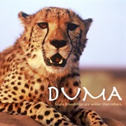 Duma