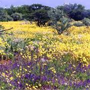 Boyndaminup National Park (WA)