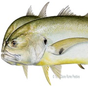 Crevalle Jack