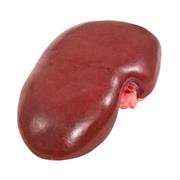 Pig: Kidney