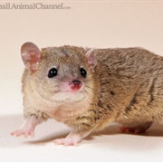 Short-Tailed Opossum