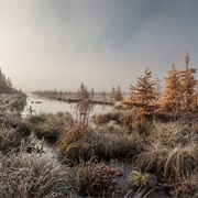 Tamarack Swamp