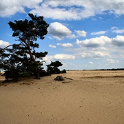 Hoge Veluwe National Park