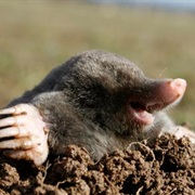A Mole Can Dig a Tunnel 300 Feet Long in Just One Night.