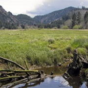 Siletz Bay National Wildlife Refuge