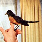 Robin (Mary Poppins)