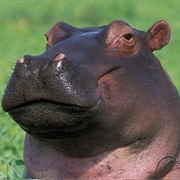 Hippos Can Run Faster Than Humans!
