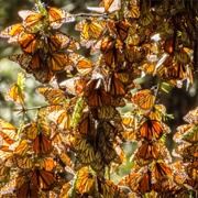 Monarchs in Mexico