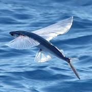 Flying Fish