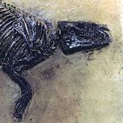 Messel Pit Fossil Site