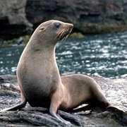 Juan Fernandez Fur Seal