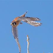 American Kestrel (Falco Sparverius)