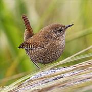 Winter Wren