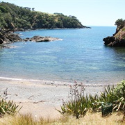 Taiharuru Estuary and Kauri Mountain Track
