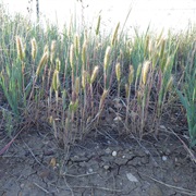 Little Barley (Hordeum Pusillum)