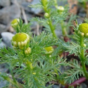 Pineapple Weed