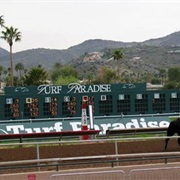 Turf Paradise