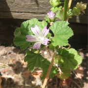 Common Mallow (Malva Neglecta)