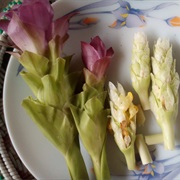 EAST INDIAN ARROWROOT