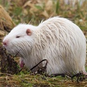 Beaver