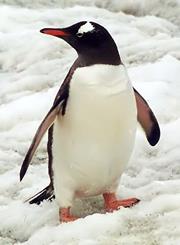 Penguin