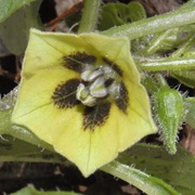 Southwestern Groundcherry (Physalis Caudella)