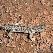 Transcaucasian Desert Runner