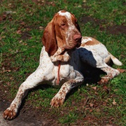 Bracco Italiano