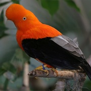 Andean Cock-Of-The-Rock (Peru)
