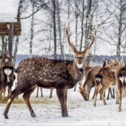 Losiny Ostrov National Park, Russia