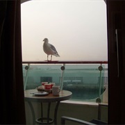 Sea Gull on Balcony Railing