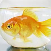 Win a Goldfish