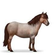 Shetland - Strawberry Roan
