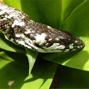 Frost's Arboreal Alligator Lizard