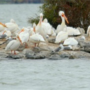 Minidoka National Wildlife Refuge