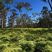Herberton Range National Park (QLD)