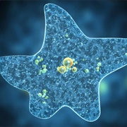 Amoeba