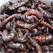 Zaza-Mushi (Stonefly Larvae)