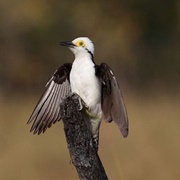 White Woodpecker (Melanerpes Candidus)