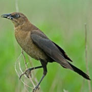 Boat-Tailed Grackle