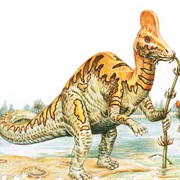 Corythosaurus